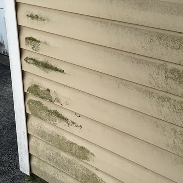 siding stain and mold